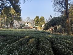 -野蔓果·山野菜(西湖景区·龙井茶田店)