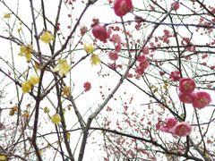 -香雪海