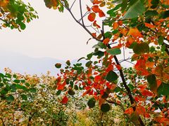 -周口店坡峰岭风景区