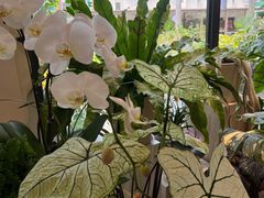 -花神·轻食简餐·咖啡馆·花卉绿植(荷兰花卉小镇店)