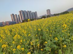 -光明小镇欢乐田园