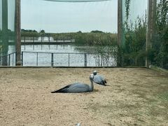 -盐城丹顶鹤湿地生态旅游区