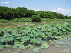 -大湾区中央湿地公园