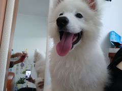 -宠福鑫康馨动物医院·骨科·眼科