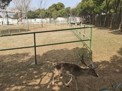 -合肥野生动物园