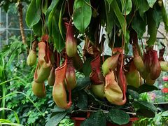 -北京植物园-展览温室