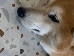 -柴务处·柴犬主题狗咖