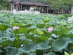 -惠州西湖丰渚园
