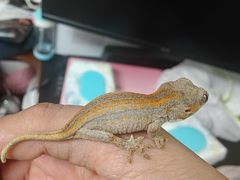 -酷以爬仙阁实体爬宠店·守宫·蜥蜴·专业繁育