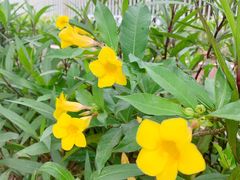 -有间冰室(侨港风情街店)