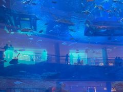 -迪拜水族馆及水下动物园