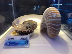-贝壳梦幻世界