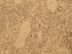 -日照海滨国家森林公园
