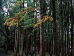 -上海共青森林公园