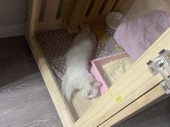 -Bastet sally猫舍购宠(静安店)