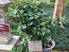-广州神农草堂中医药博物馆