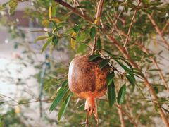 -阿莉餐厅(枣阳路店)