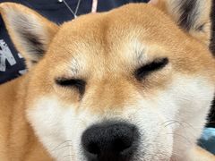 -和它·交个朋友·狗咖猫咖(爱琴海店)