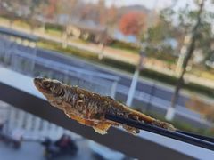 -宝荣鱼馆·临湖之宴(千岛湖店)