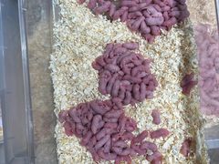 -酷以爬仙阁实体爬宠店·守宫·蜥蜴·专业繁育