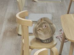 -柴迷FANS CLUB·柴犬狗咖·猫咖