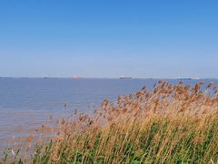 -上海吴淞炮台湾国家湿地公园