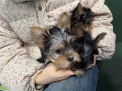 -顺强宠物诊所·狂犬免疫·夜诊·骨科(嘉定店)
