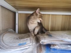 -芭比堂动物医院·犬猫全科·异宠专科(雁塔分院)