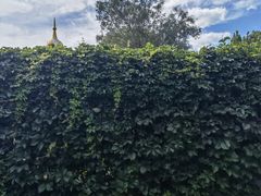 -北京张裕爱斐堡酒庄