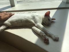 -飞行喵MR PILOT|猫舍·猫咖(静安大融城店)