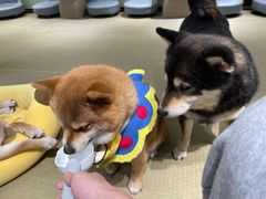 -逗柴咖啡屋·狗咖猫咖宠物桌游