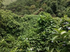 -羚羊峡古栈道森林公园