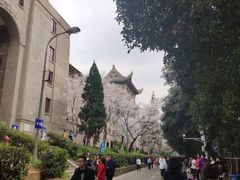 -武汉大学-樱园