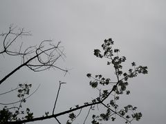 -秀丽东方