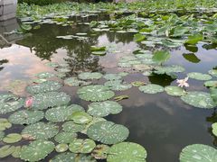 -惠州西湖丰渚园