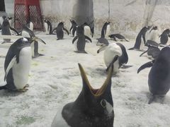 -大连圣亚海洋世界
