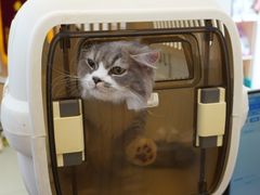 -瑞派·关忠动物医院·猫专科·犬专科(三环新城店)