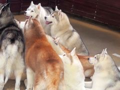 -TrueLove @ Neverland (Husky Cafe)
