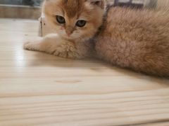 -屋虎猫馆(宝安大仟里店)