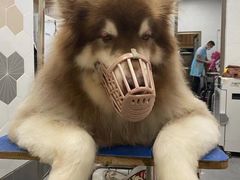 -瑞鹏宠物医院·骨科·猫科·内科(第一中心)