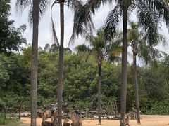 -广州长隆野生动物世界