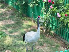 -西霞口神雕山野生动物世界
