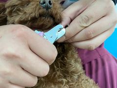 -美联众合动物医院·24h京西诊疗中心