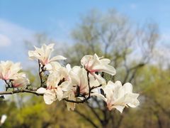 -上海共青森林公园