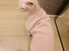-猫腻·猫咖·撸猫馆(星光大道店)
