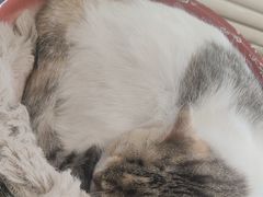 -平行世界·猫咖(首经贸店)