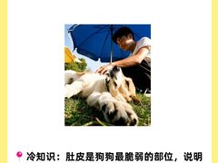 -翊宠yipet猫狗购宠庄园犬舍•猫舍