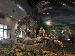 -自贡恐龙博物馆