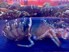 -Burger & Lobster(Dean Street)