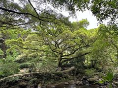 -广州市石门国家森林公园